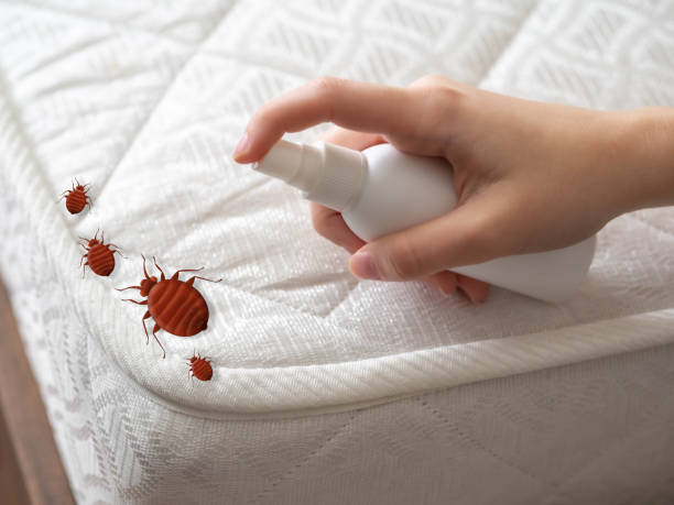 Professional Pest control in Palmview, TX